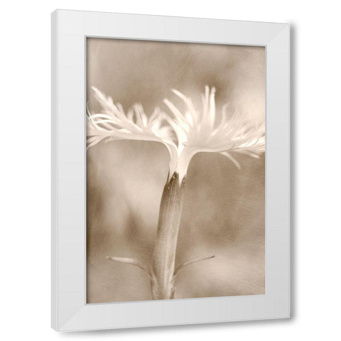Dianthus White Modern Wood Framed Art Print by Stalus, Judy