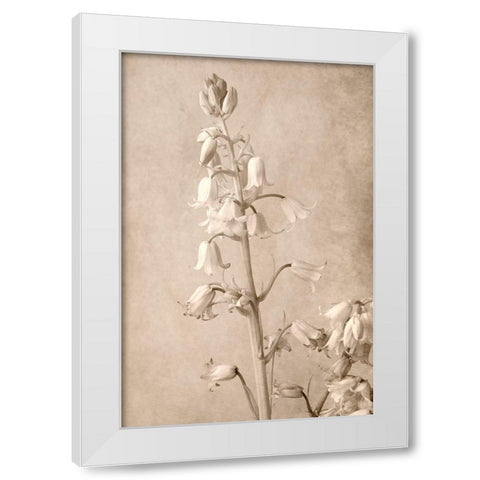 Spanish Bells White Modern Wood Framed Art Print by Stalus, Judy
