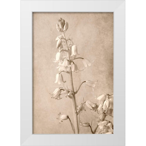 Spanish Bells White Modern Wood Framed Art Print by Stalus, Judy