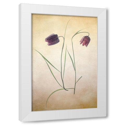 Fritillare I White Modern Wood Framed Art Print by Stalus, Judy
