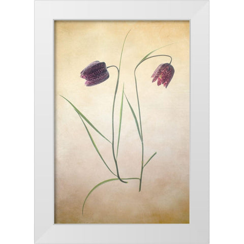 Fritillare I White Modern Wood Framed Art Print by Stalus, Judy