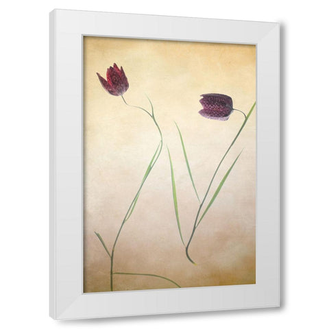 Fritillare II White Modern Wood Framed Art Print by Stalus, Judy