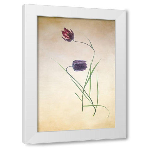Fritillare III White Modern Wood Framed Art Print by Stalus, Judy