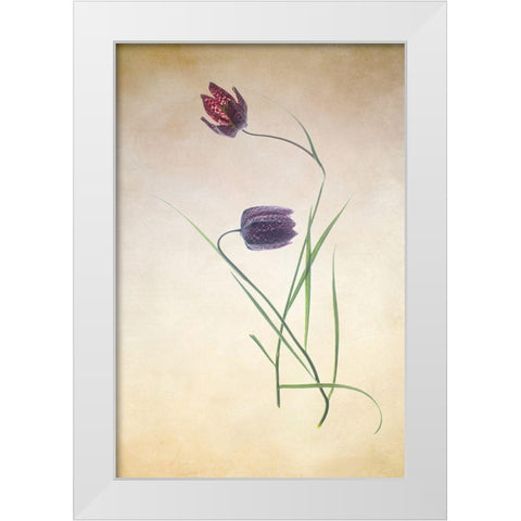 Fritillare III White Modern Wood Framed Art Print by Stalus, Judy