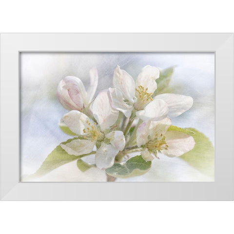 Spring Blossoms White Modern Wood Framed Art Print by Stalus, Judy