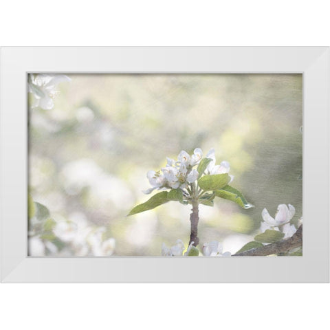 Apple Tree White Modern Wood Framed Art Print by Stalus, Judy