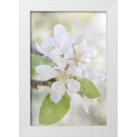 Blooms White Modern Wood Framed Art Print by Stalus, Judy