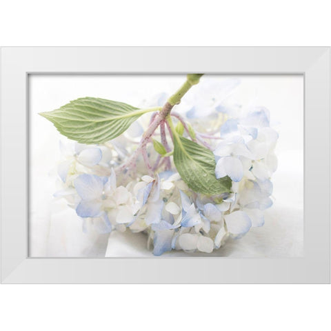 Blue Hydrangea White Modern Wood Framed Art Print by Stalus, Judy