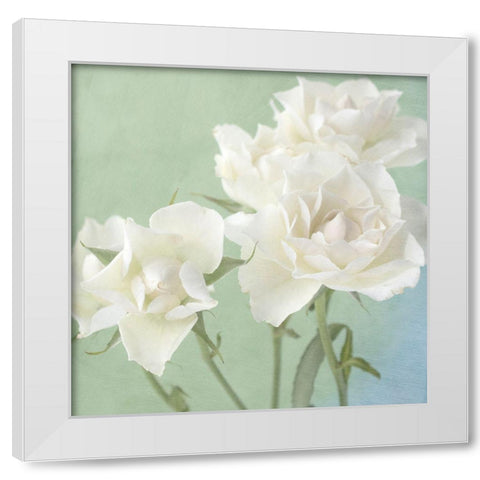 White Rose White Modern Wood Framed Art Print by Stalus, Judy