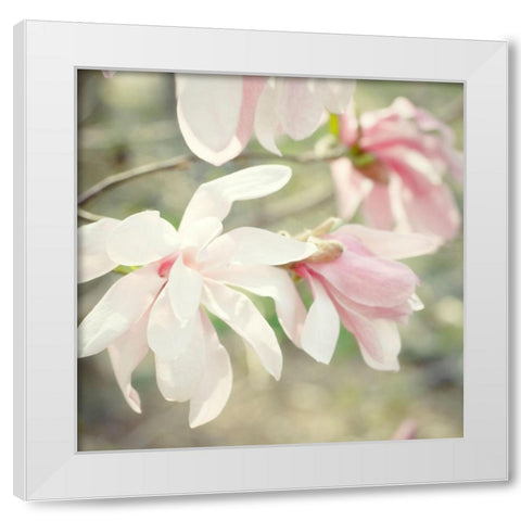 Magnolias White Modern Wood Framed Art Print by Stalus, Judy