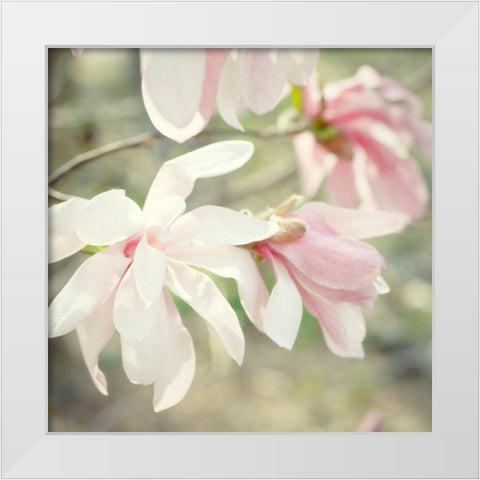 Magnolias White Modern Wood Framed Art Print by Stalus, Judy