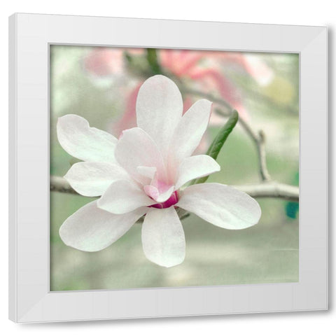 Magnolia Blossom White Modern Wood Framed Art Print by Stalus, Judy
