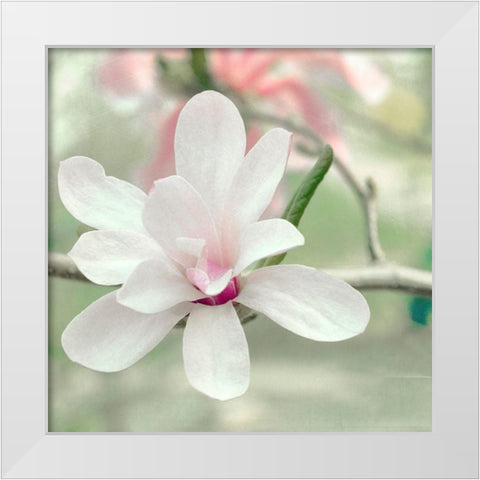 Magnolia Blossom White Modern Wood Framed Art Print by Stalus, Judy