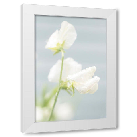 White Sweet Pea White Modern Wood Framed Art Print by Stalus, Judy