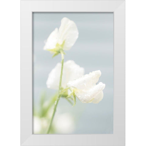 White Sweet Pea White Modern Wood Framed Art Print by Stalus, Judy