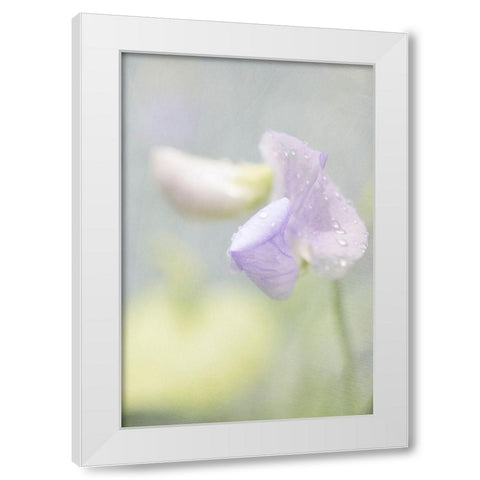Purple Sweet Pea White Modern Wood Framed Art Print by Stalus, Judy