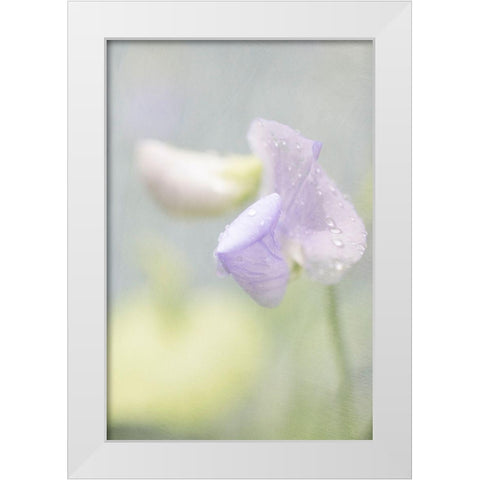 Purple Sweet Pea White Modern Wood Framed Art Print by Stalus, Judy