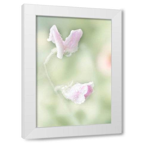 Pink Sweet Pea White Modern Wood Framed Art Print by Stalus, Judy