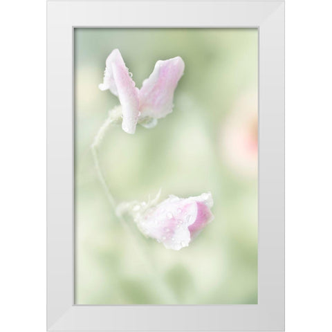 Pink Sweet Pea White Modern Wood Framed Art Print by Stalus, Judy