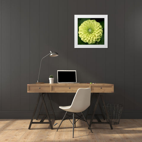 Green Zinnia White Modern Wood Framed Art Print by Stalus, Judy