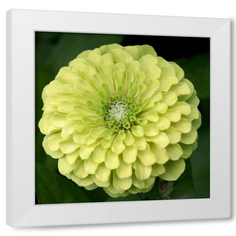 Green Zinnia White Modern Wood Framed Art Print by Stalus, Judy