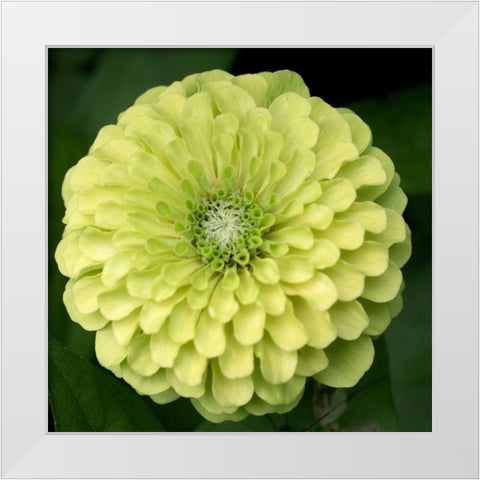 Green Zinnia White Modern Wood Framed Art Print by Stalus, Judy