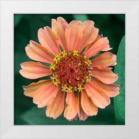 Starlight White Modern Wood Framed Art Print by Stalus, Judy