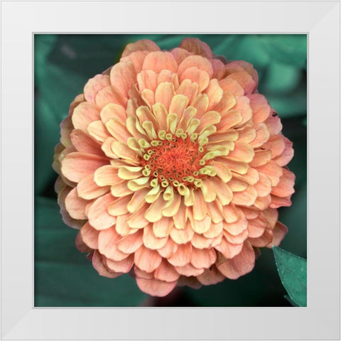 Scrumptuous White Modern Wood Framed Art Print by Stalus, Judy