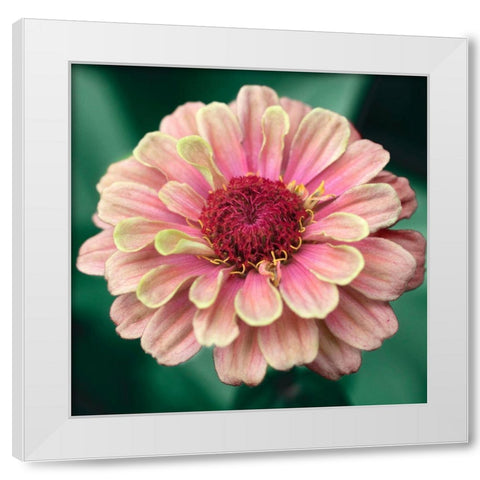 Pretty Lass White Modern Wood Framed Art Print by Stalus, Judy