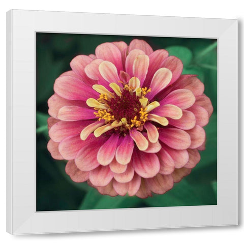 Bright Light White Modern Wood Framed Art Print by Stalus, Judy