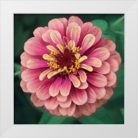 Bright Light White Modern Wood Framed Art Print by Stalus, Judy