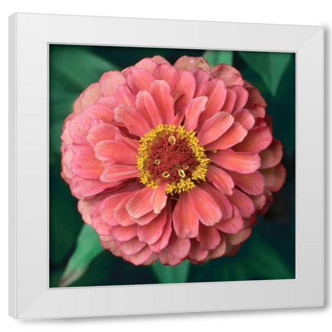 Pink Tangerine White Modern Wood Framed Art Print by Stalus, Judy