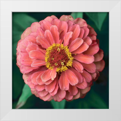 Pink Tangerine White Modern Wood Framed Art Print by Stalus, Judy