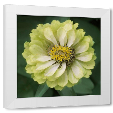 Lime Ade White Modern Wood Framed Art Print by Stalus, Judy