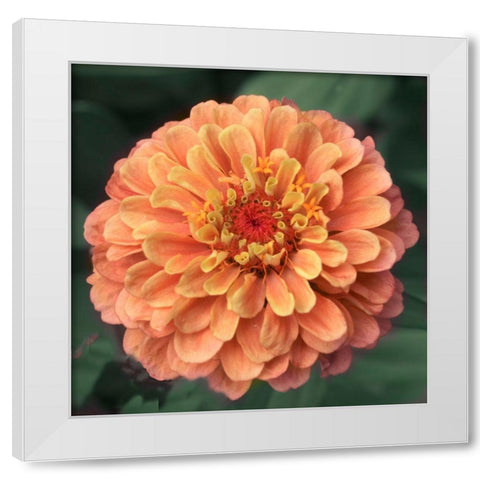 Petals White Modern Wood Framed Art Print by Stalus, Judy