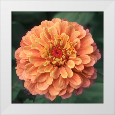 Petals White Modern Wood Framed Art Print by Stalus, Judy