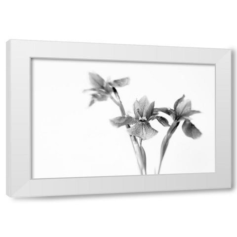 Black Iris White Modern Wood Framed Art Print by Stalus, Judy