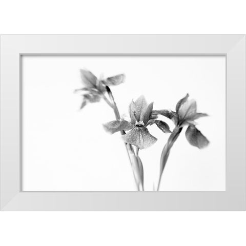 Black Iris White Modern Wood Framed Art Print by Stalus, Judy