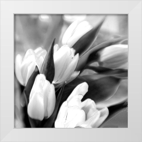 Tulip Dream White Modern Wood Framed Art Print by Stalus, Judy