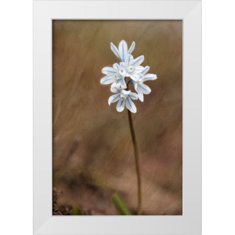 Spring White Modern Wood Framed Art Print by Stalus, Judy