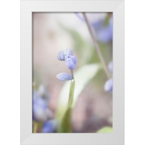 Scilla White Modern Wood Framed Art Print by Stalus, Judy