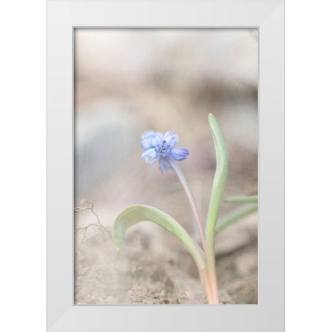 Spring Morning White Modern Wood Framed Art Print by Stalus, Judy