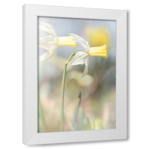 Jonquil White Modern Wood Framed Art Print by Stalus, Judy