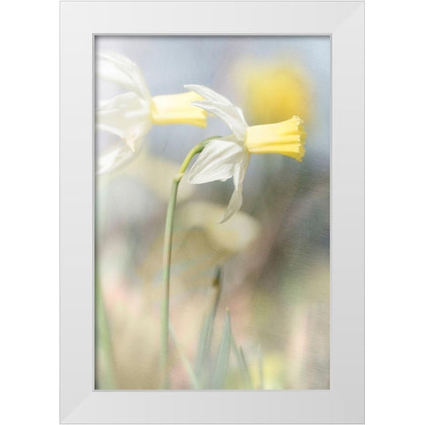 Jonquil White Modern Wood Framed Art Print by Stalus, Judy