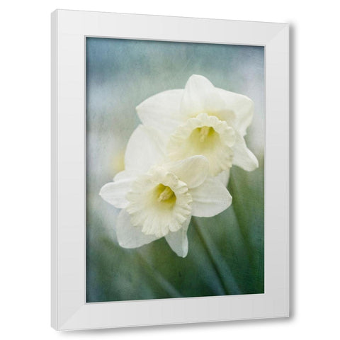 White Daffodils White Modern Wood Framed Art Print by Stalus, Judy