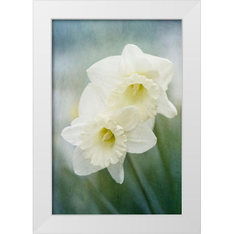 White Daffodils White Modern Wood Framed Art Print by Stalus, Judy