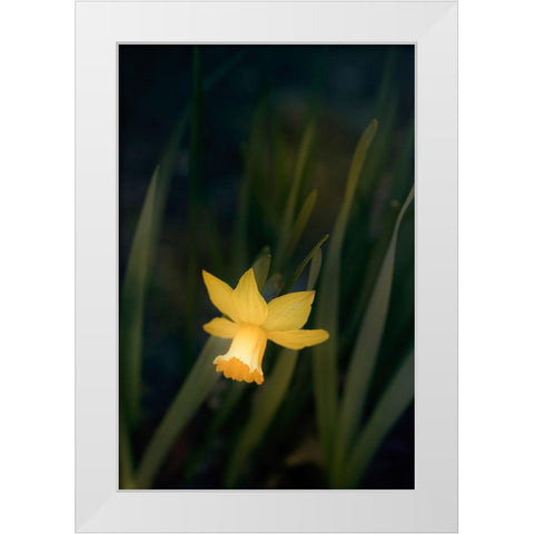 Narcissus White Modern Wood Framed Art Print by Stalus, Judy