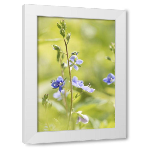 Sunny Day White Modern Wood Framed Art Print by Stalus, Judy