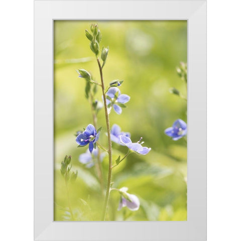 Sunny Day White Modern Wood Framed Art Print by Stalus, Judy