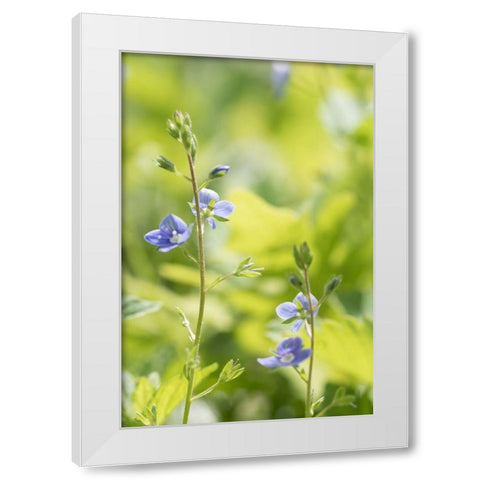 Meadow White Modern Wood Framed Art Print by Stalus, Judy